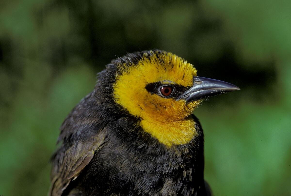 Black-billed Weaver - ML645985976