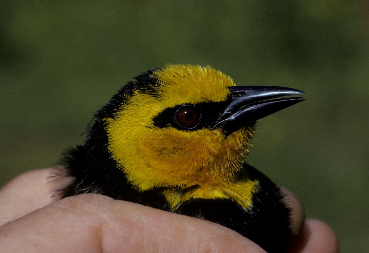 Black-billed Weaver - ML645985978