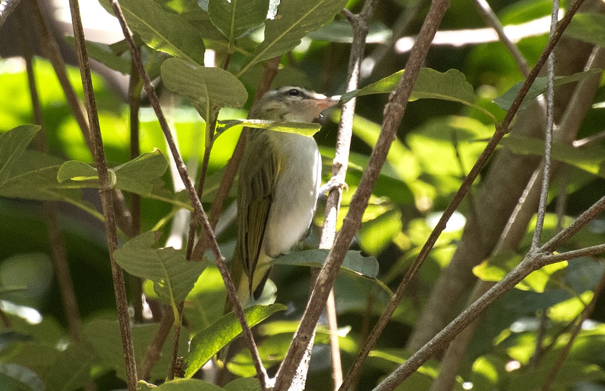 Chivi Vireo - ML645985979