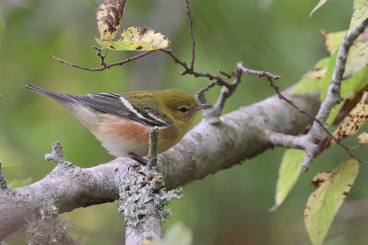 Bay-breasted Warbler - ML645985980
