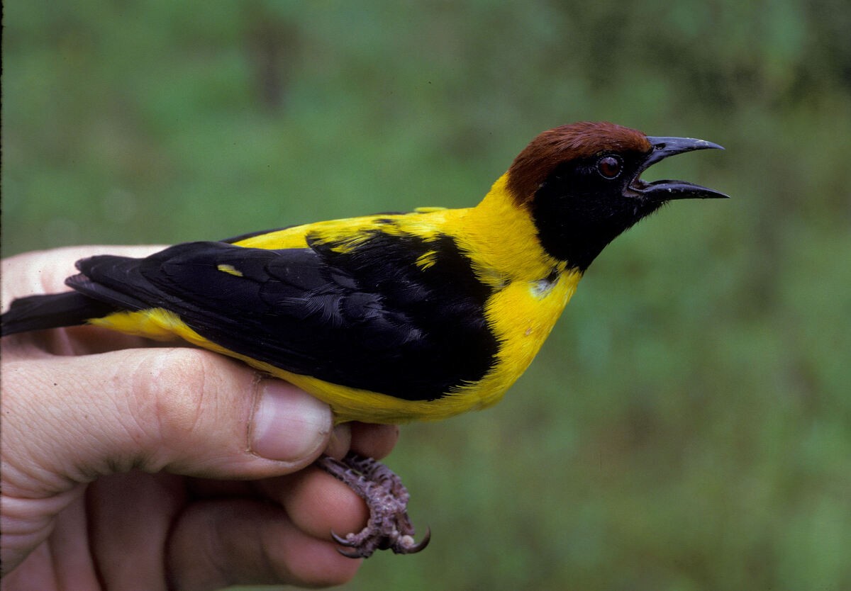 Brown-capped Weaver - ML645985982