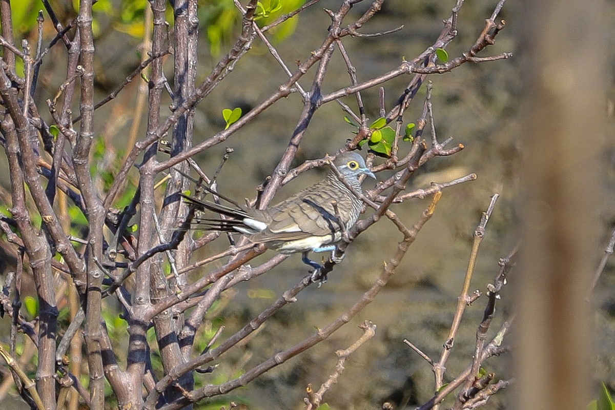 Barred Dove - ML645985984