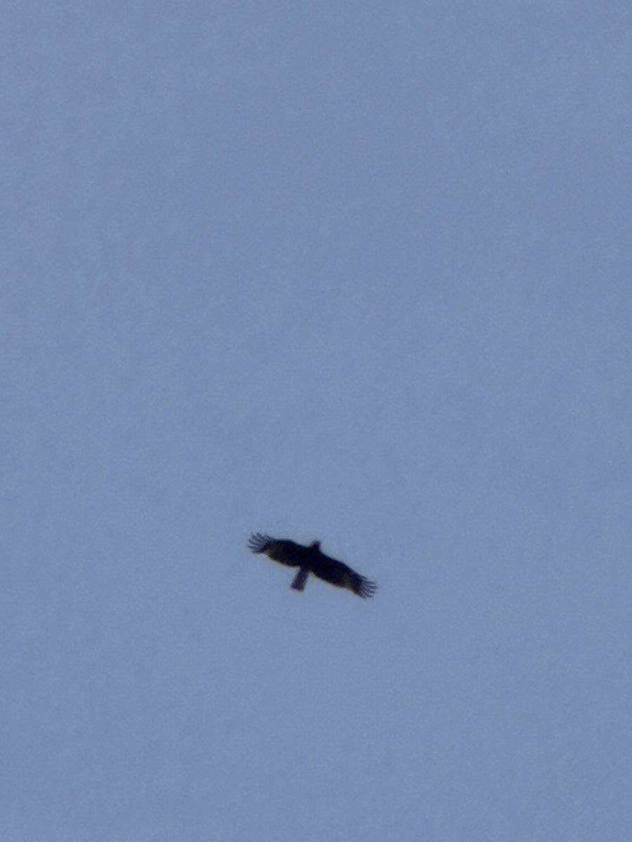 Booted Eagle - ML645985985