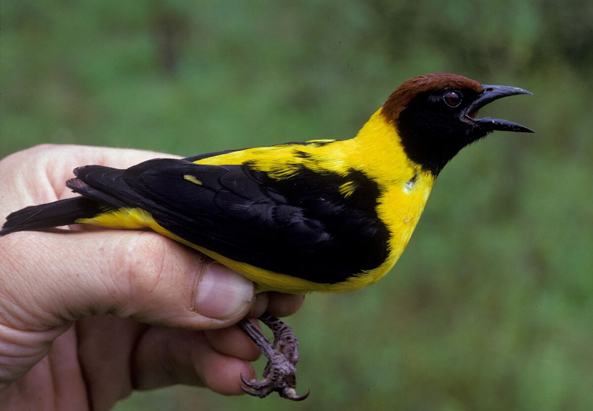 Brown-capped Weaver - ML645985987
