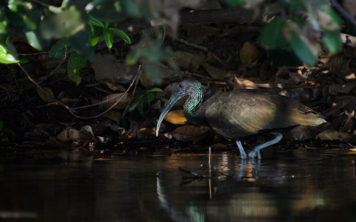 Green Ibis - ML645985996
