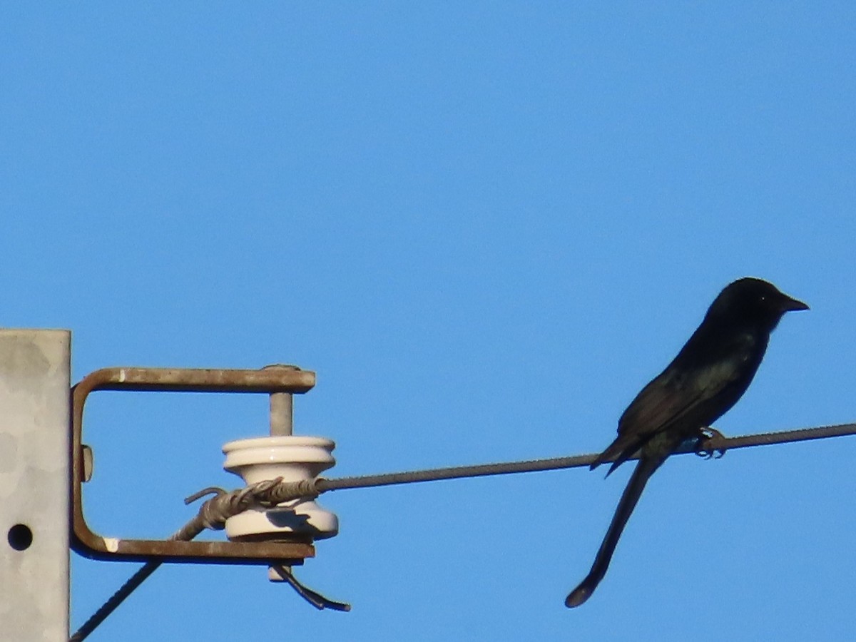 Black Drongo - ML645986004
