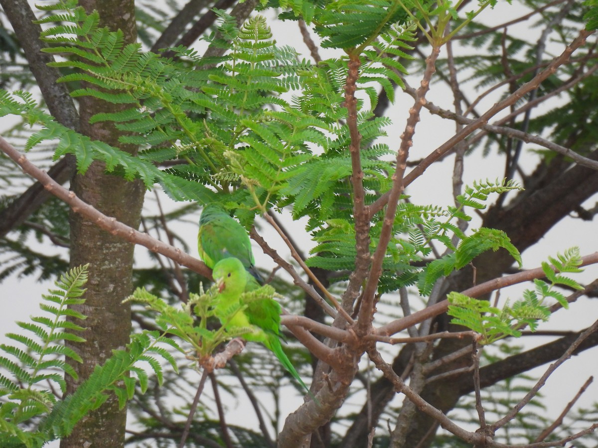 Plain Parakeet - ML645986010