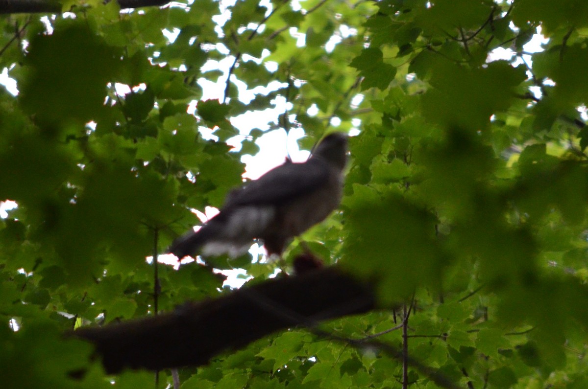 Cooper Atmacası - ML645986014