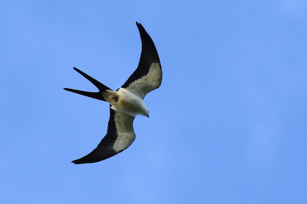 Swallow-tailed Kite - ML645986019