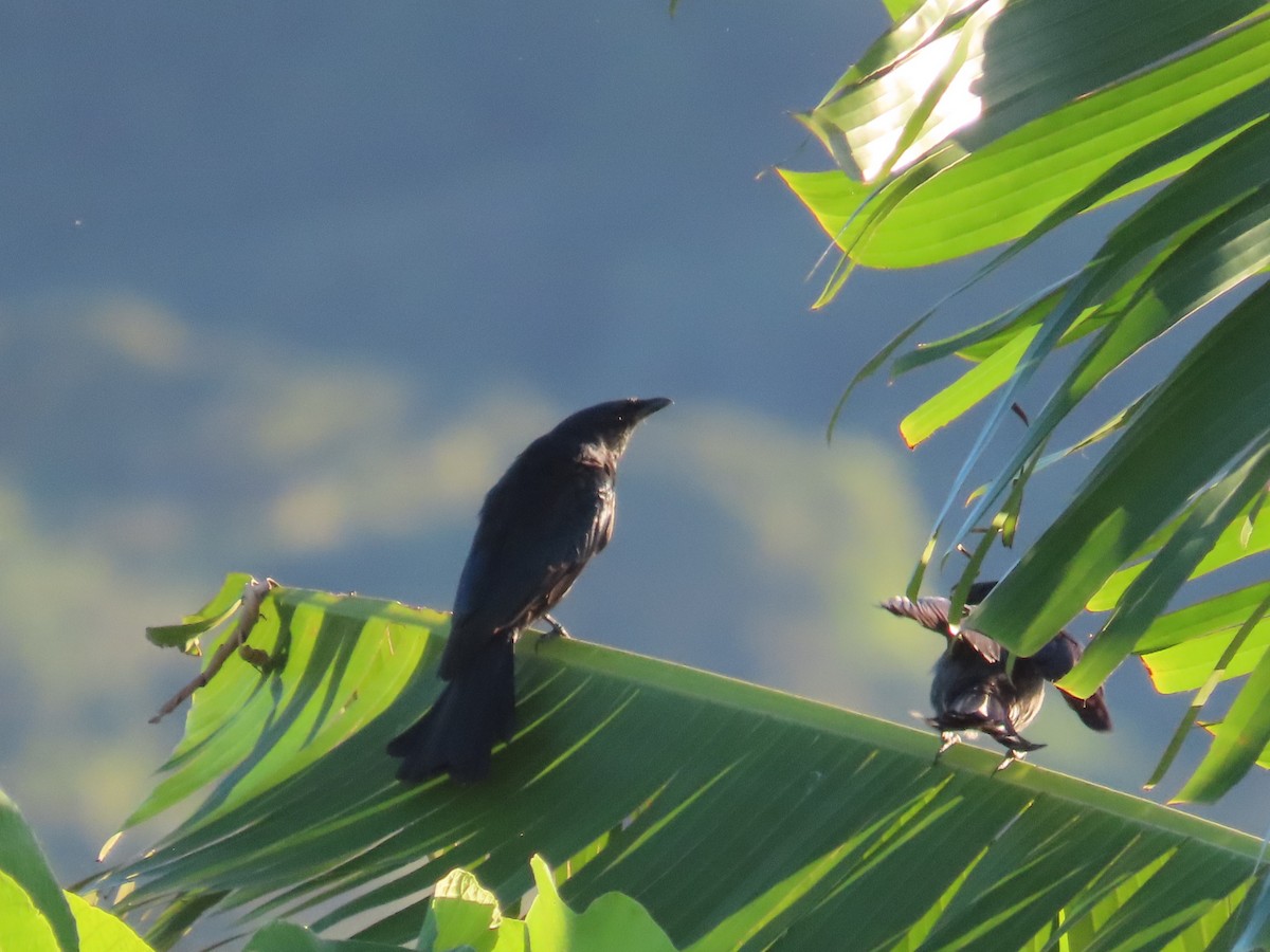Black Drongo - ML645986020