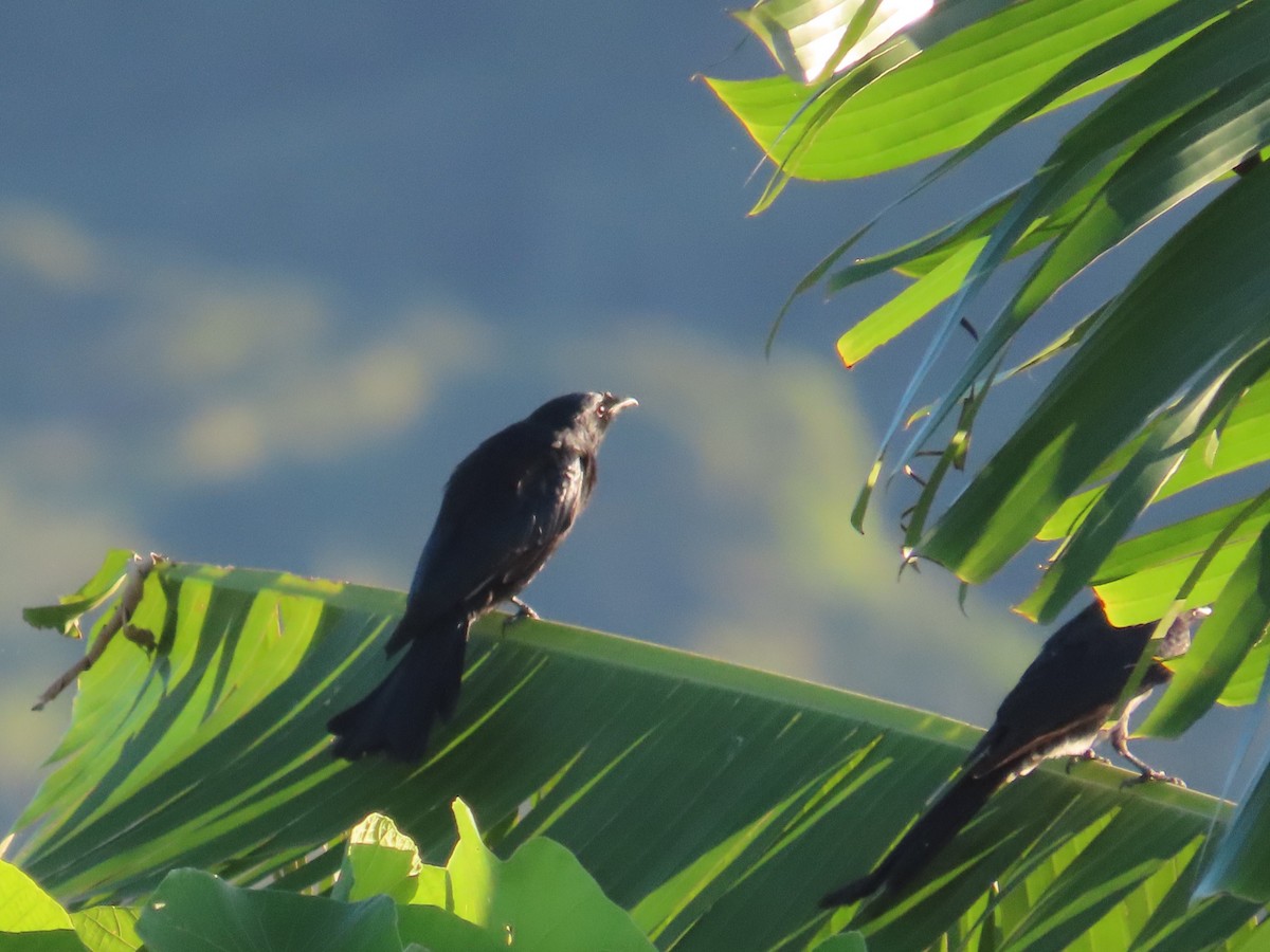 Black Drongo - ML645986022