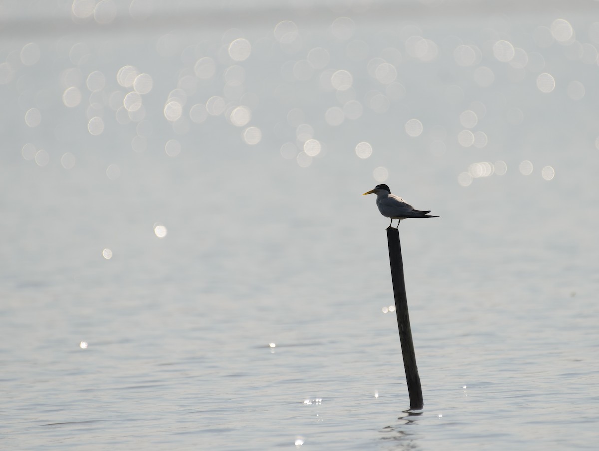 Sterne argentée - ML645986023