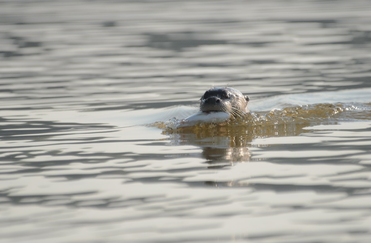 Giant Otter - ML645986025