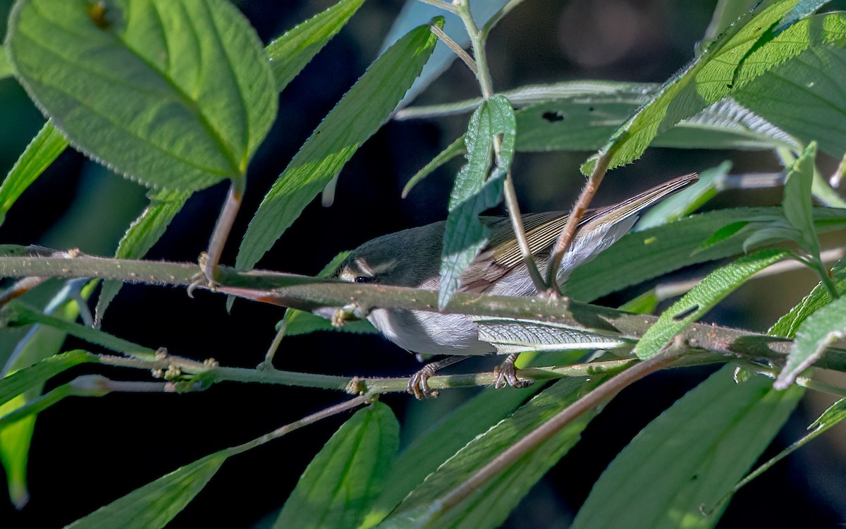 ヤナギムシクイ - ML645986032