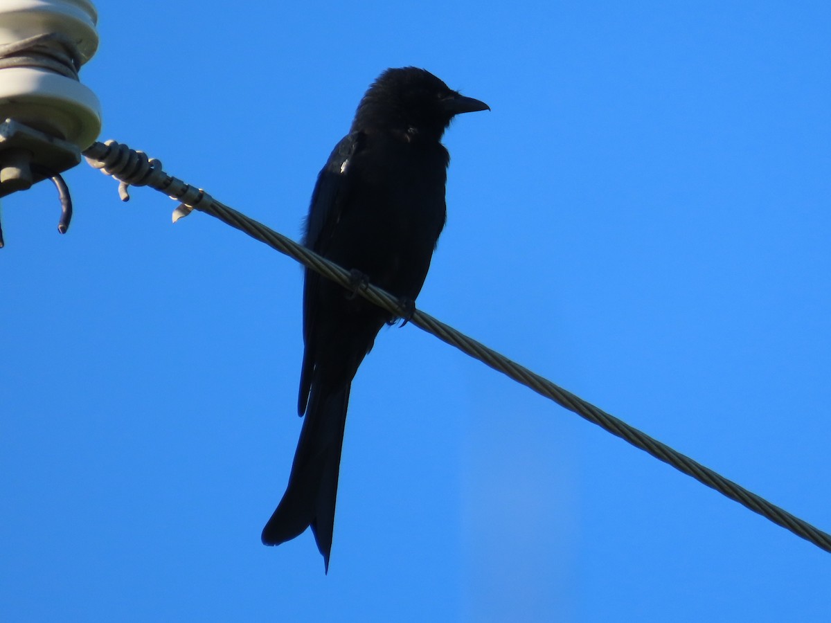 Black Drongo - ML645986047