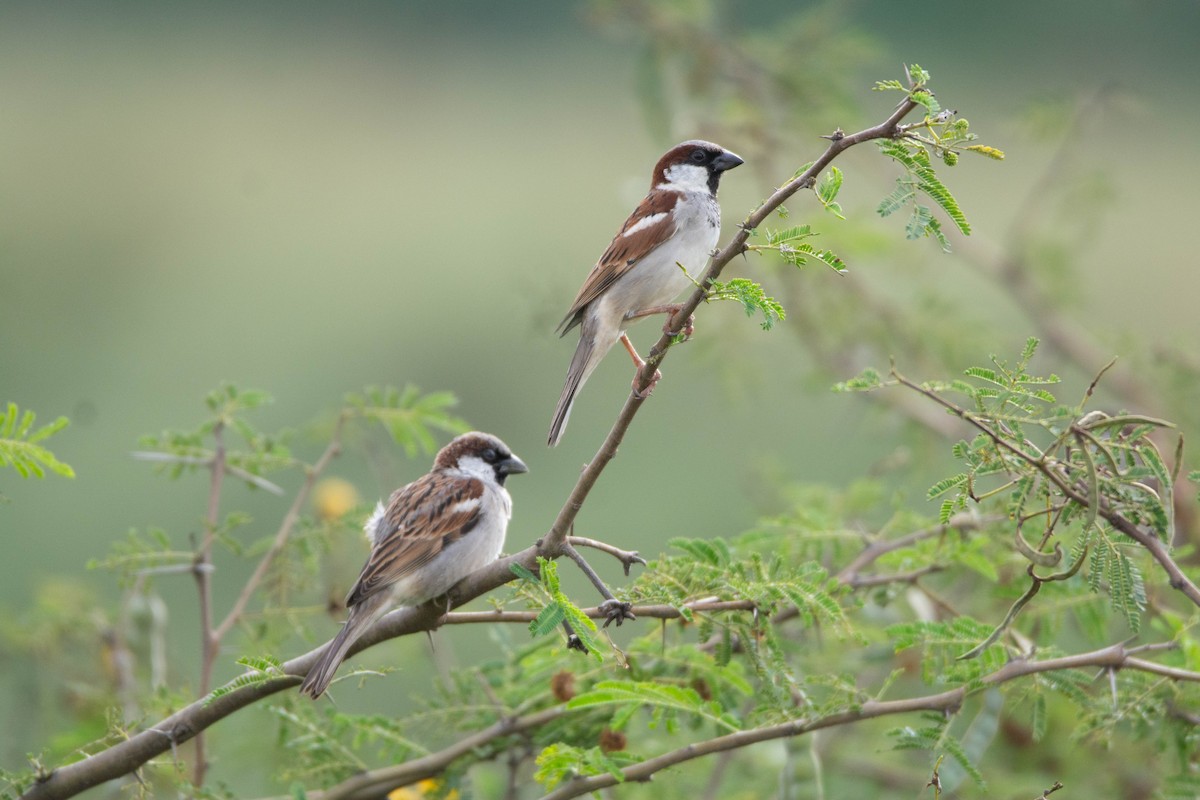 Gorrión Común - ML645986053