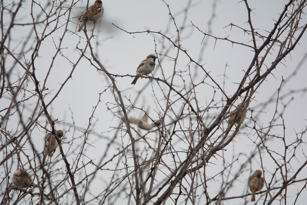 Gorrión Común - ML645986054