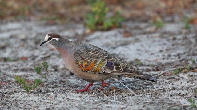 Common Bronzewing - ML645986075