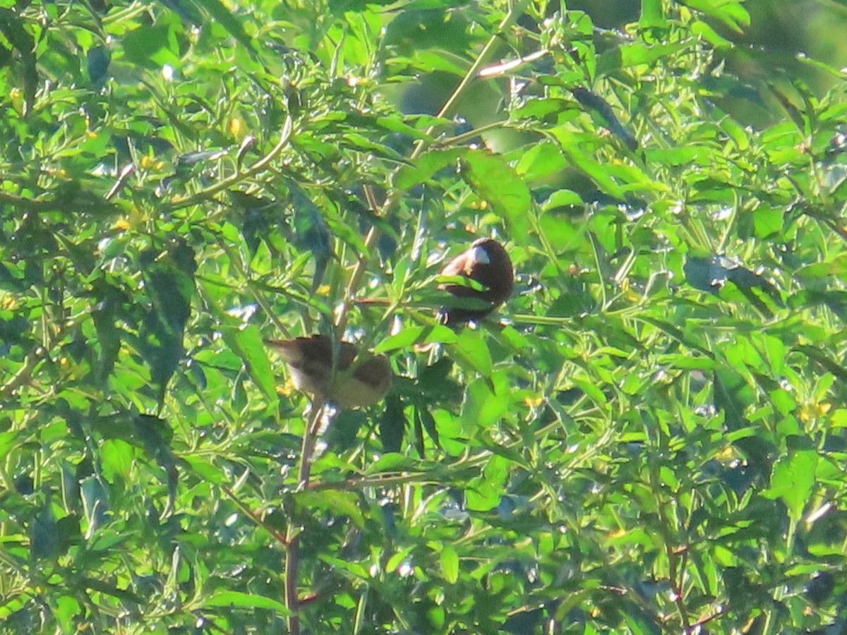 Chestnut Munia - ML645986081