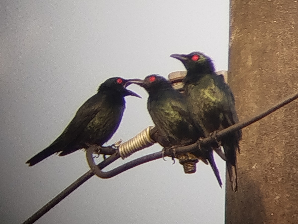 Asian Glossy Starling - ML645986084