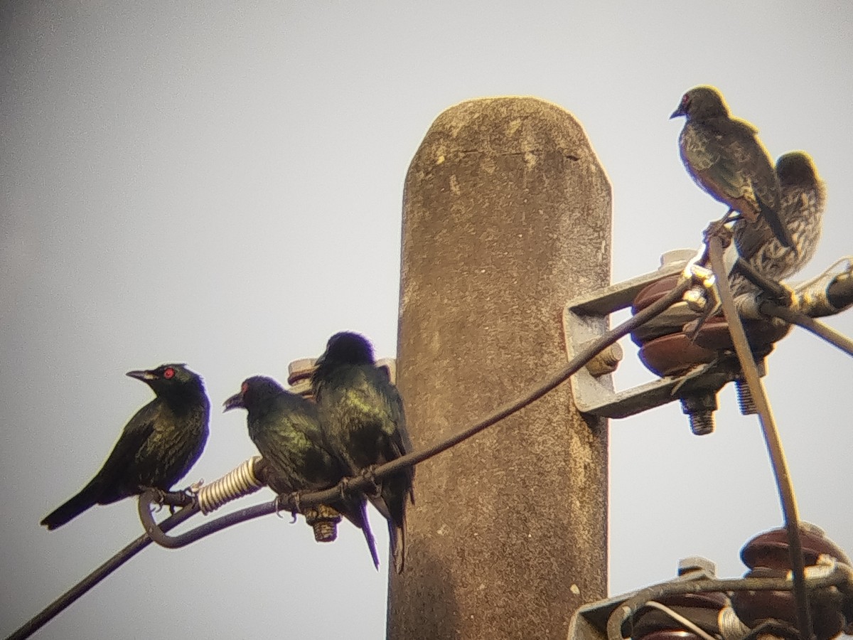 Asian Glossy Starling - ML645986085