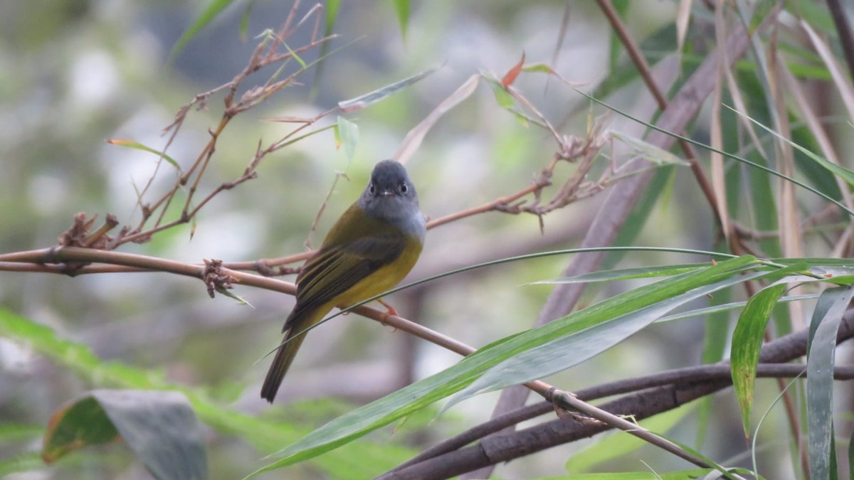 Gray-headed Canary-Flycatcher - ML645986095