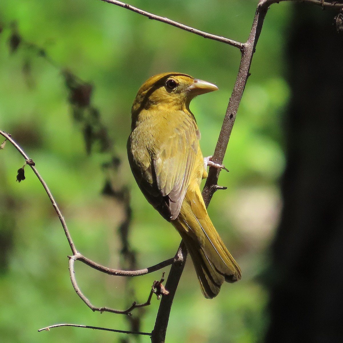Summer Tanager - ML645986106