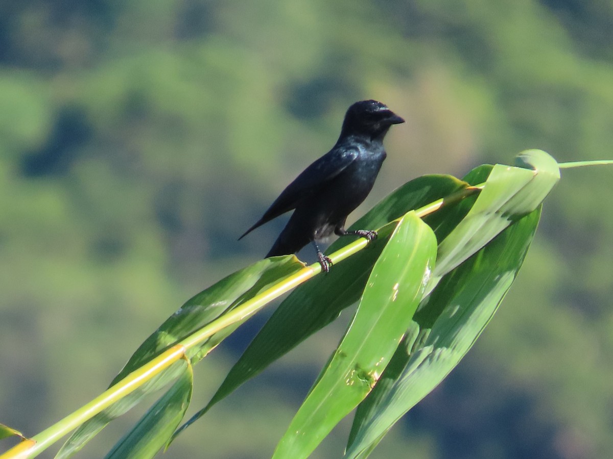 Black Drongo - ML645986115