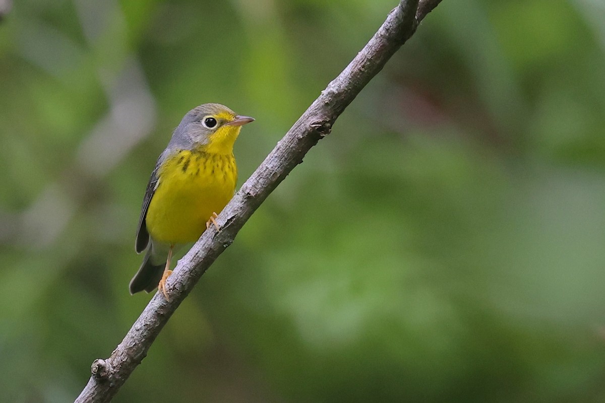 Canada Warbler - ML645986122