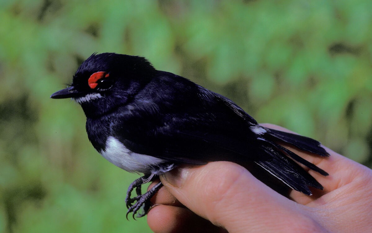 Banded Wattle-eye - ML645986124