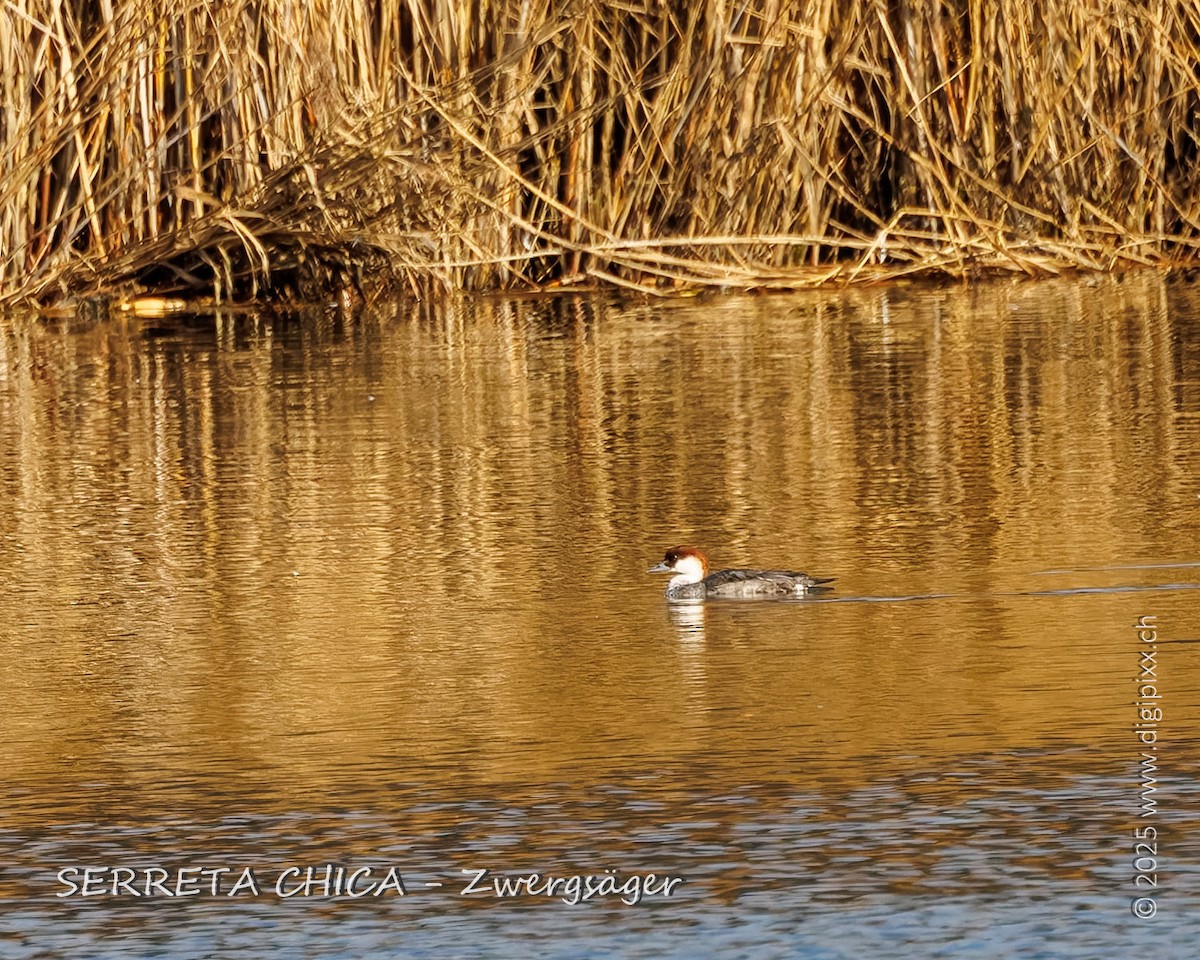 morčák malý - ML645986130