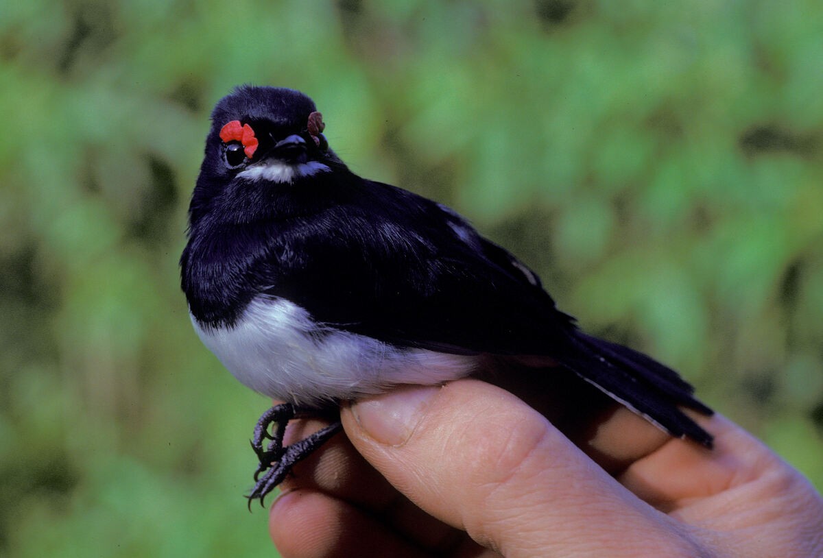 Banded Wattle-eye - ML645986131