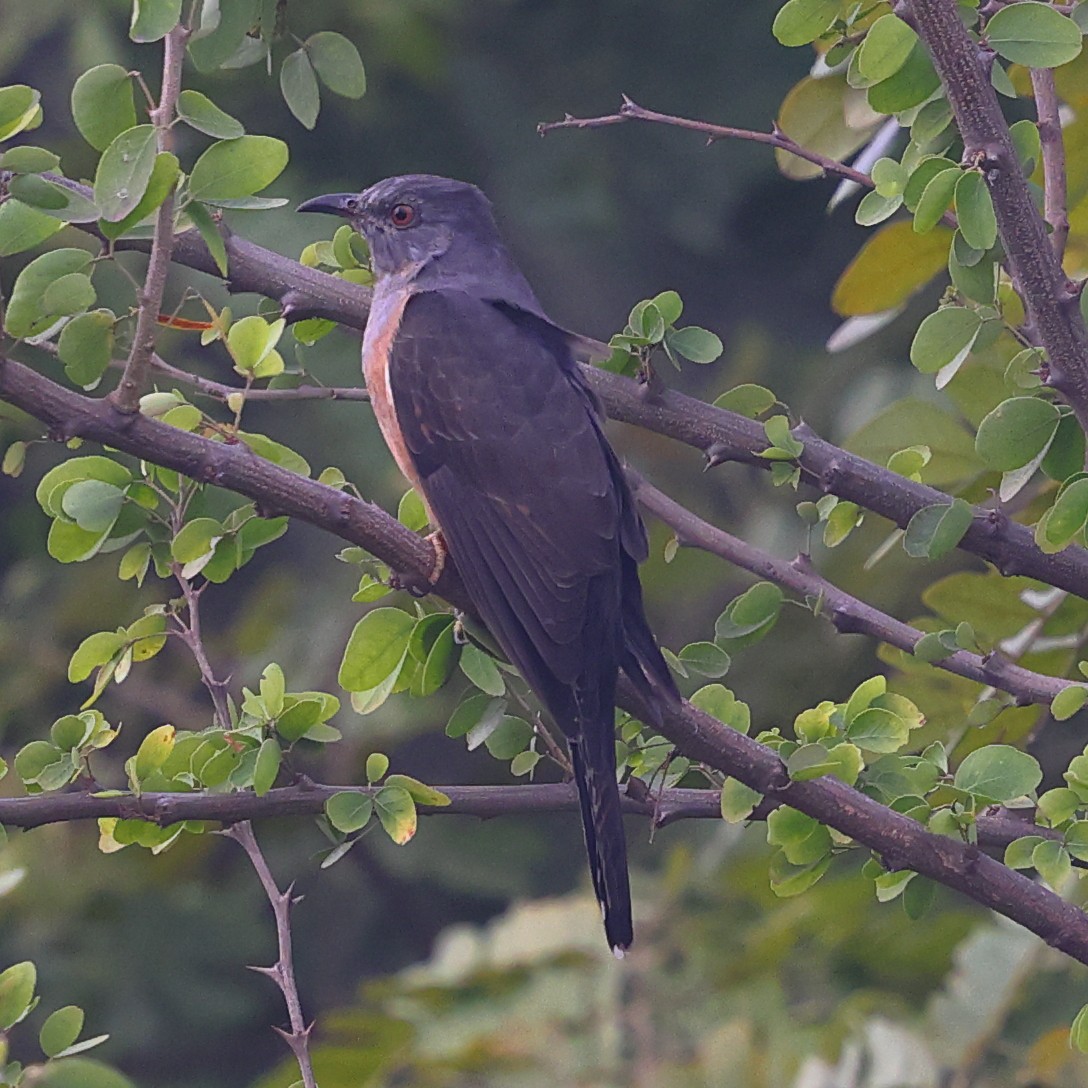 Plaintive Cuckoo - ML645986146