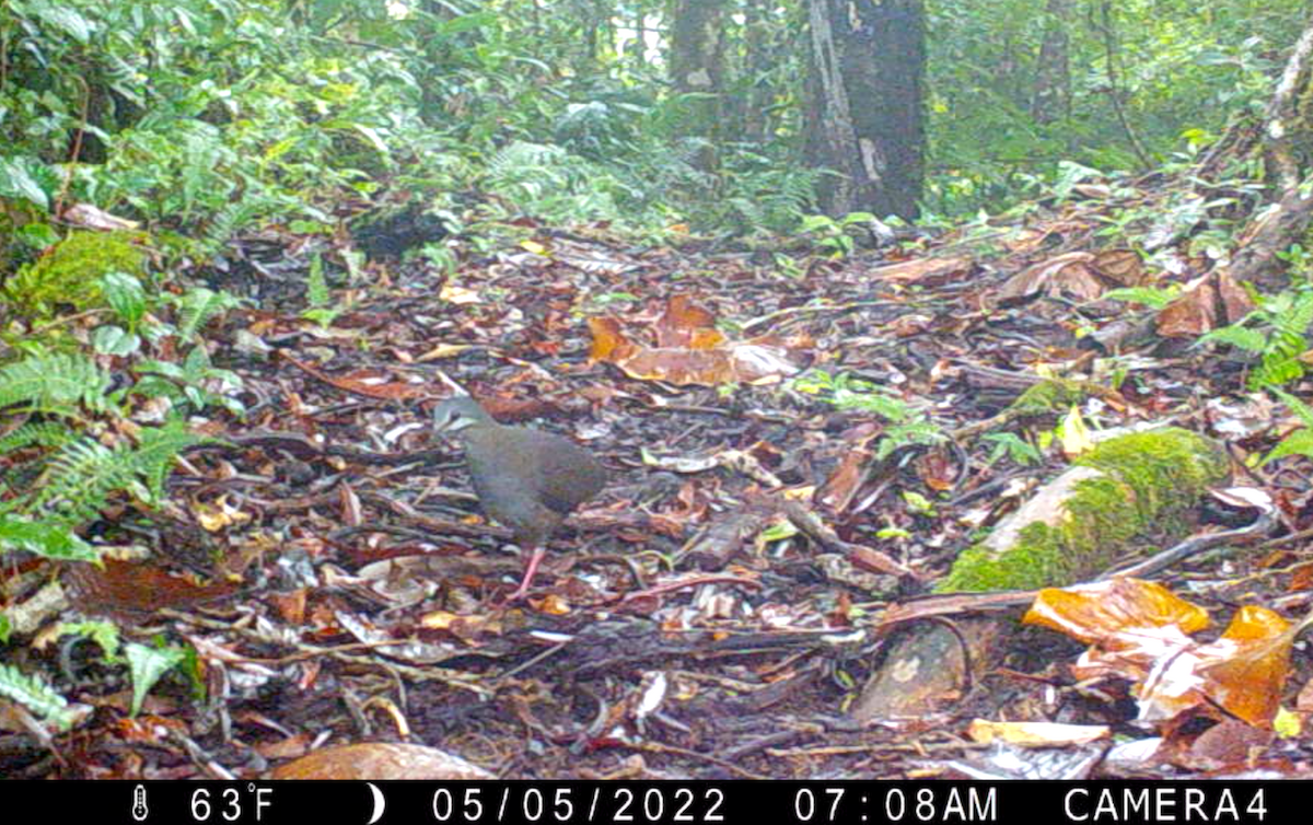 Пурпурная перепелиная горлица - ML645986148