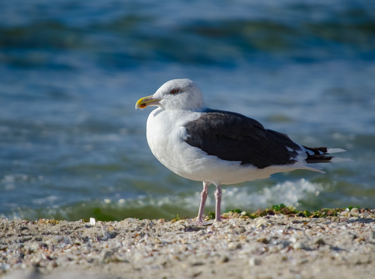 Great Black-backed Gull - ML645986155