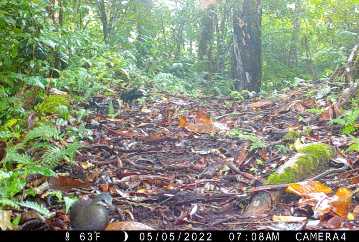 Пурпурная перепелиная горлица - ML645986156