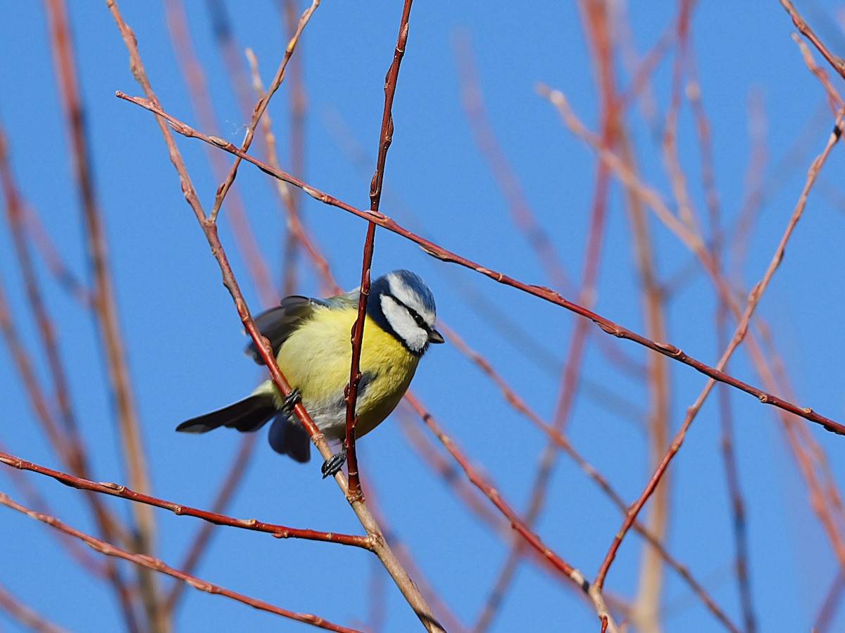 アオガラ - ML645986176