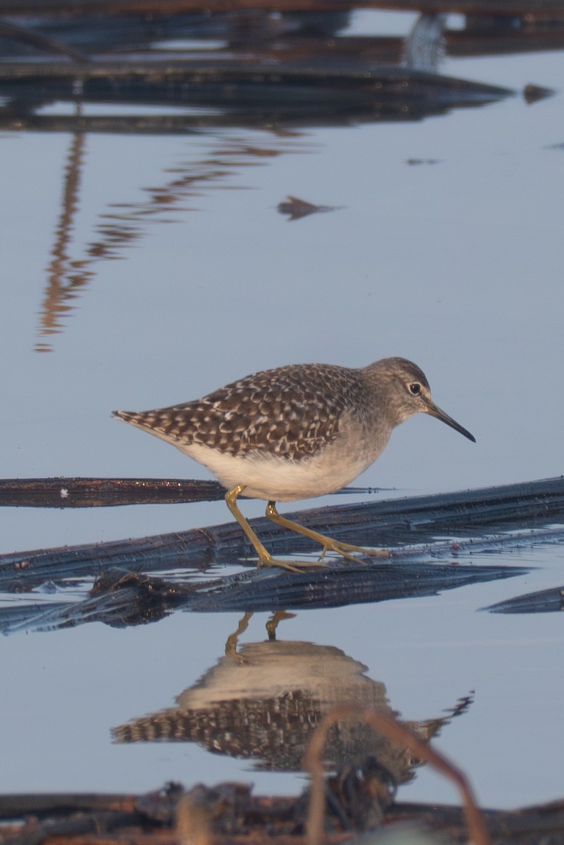 vodouš bahenní - ML645986182