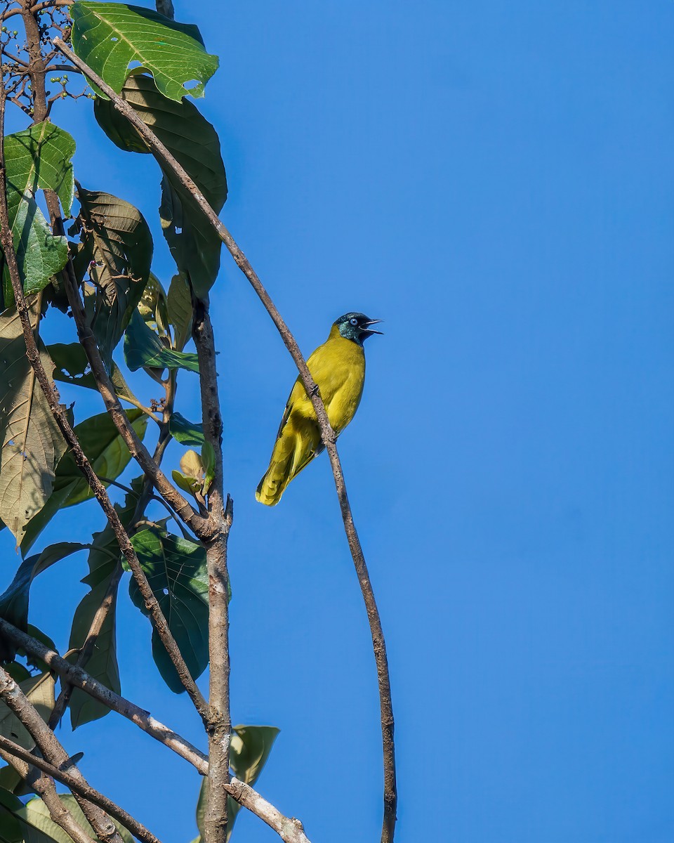 Black-headed Bulbul - ML645986192