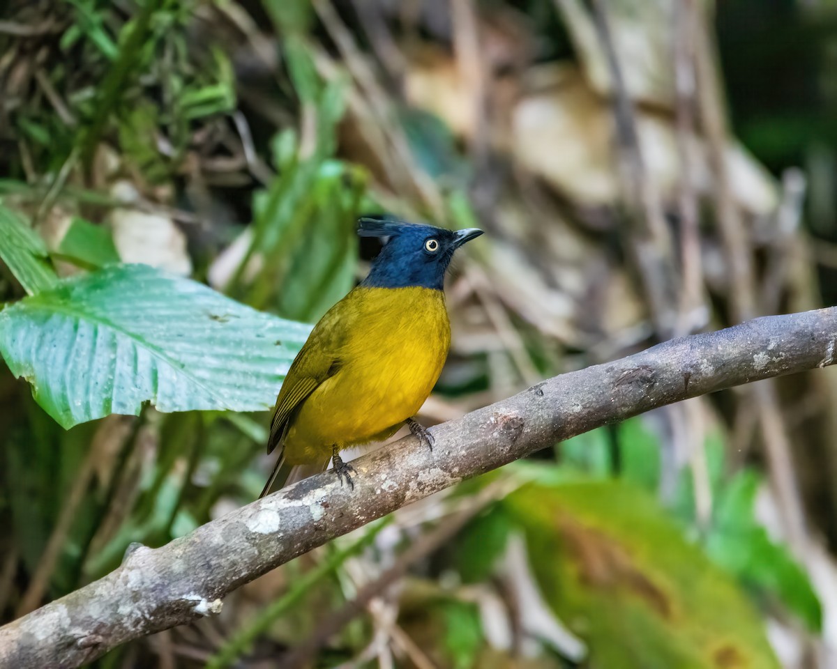 Black-crested Bulbul - ML645986200