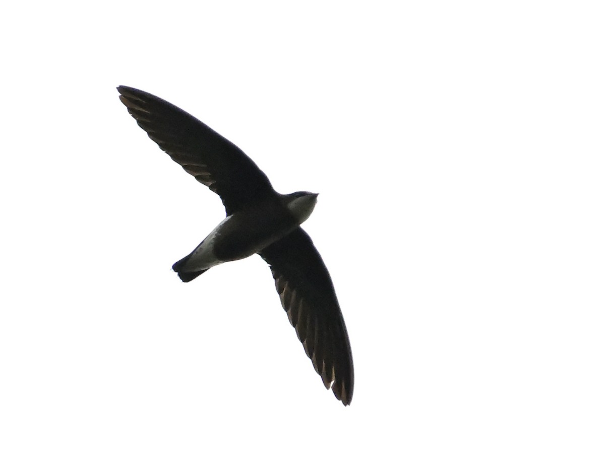 White-throated Needletail - ML645986208