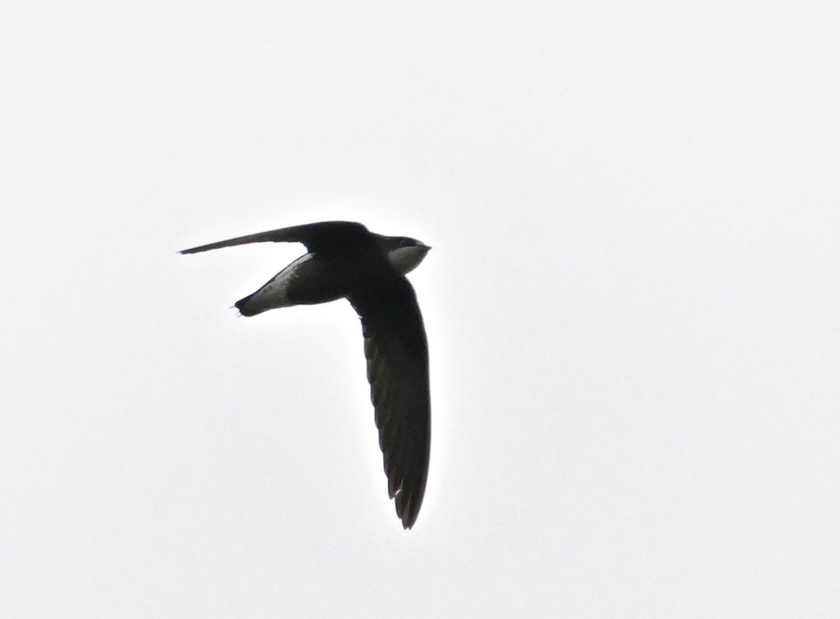White-throated Needletail - ML645986210