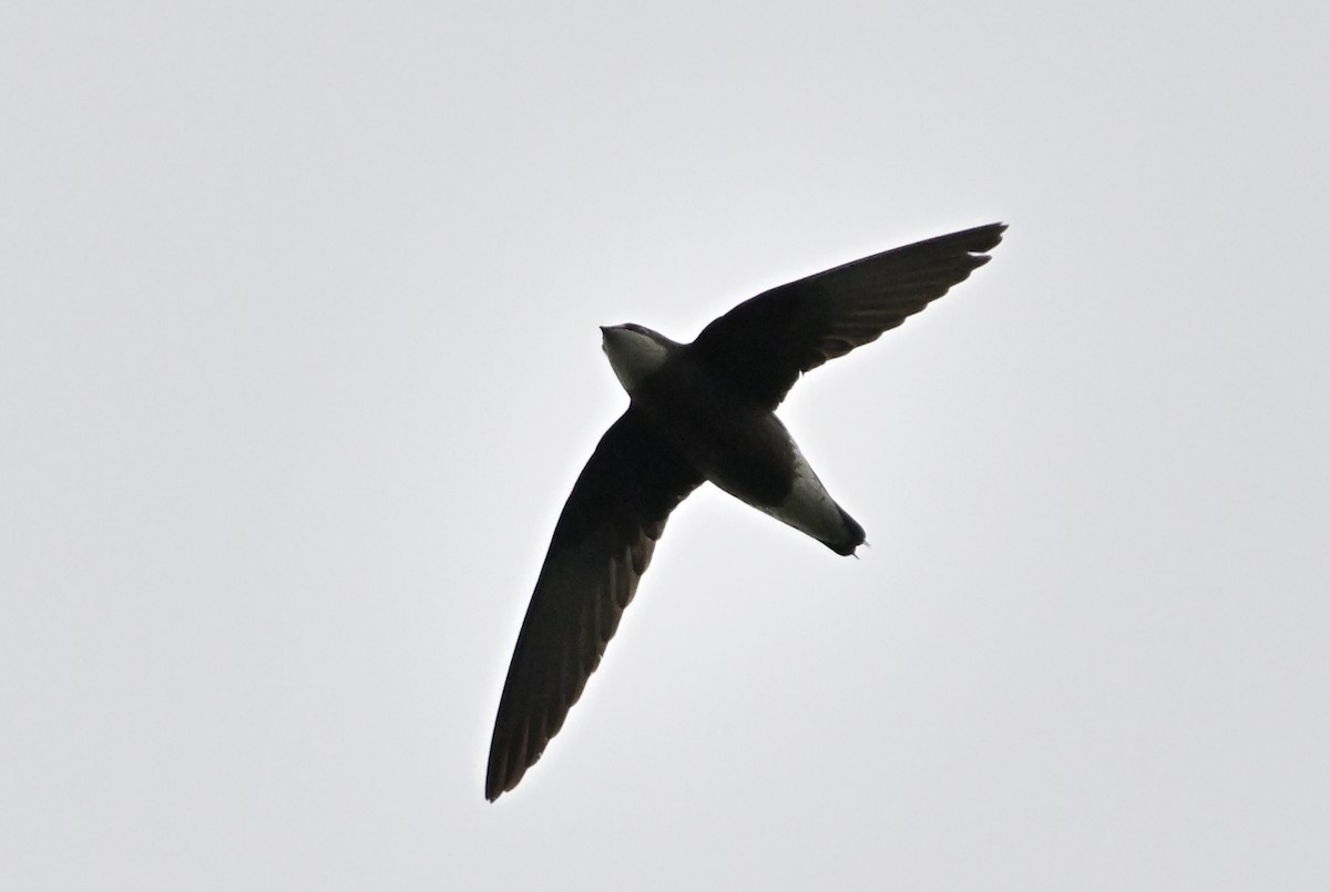 White-throated Needletail - ML645986211