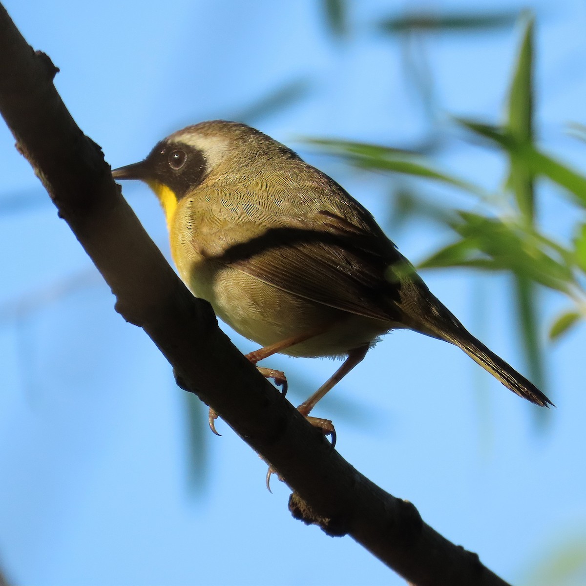 Common Yellowthroat - ML645986216