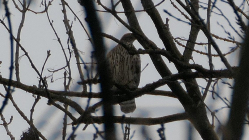 Eurasian Goshawk - ML645986218