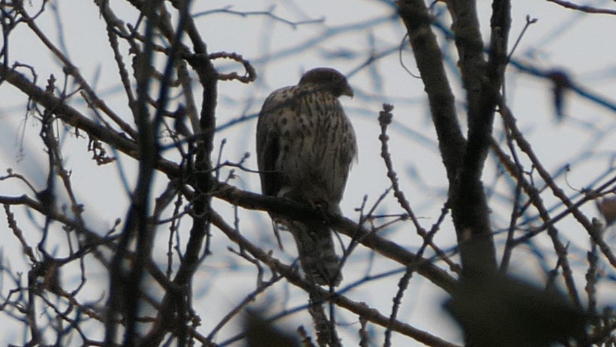 Eurasian Goshawk - ML645986220