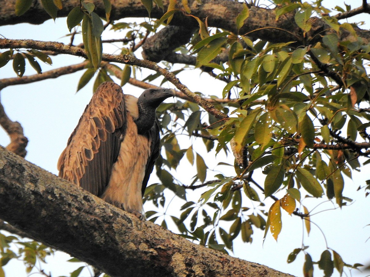 Vautour à long bec - ML645986221