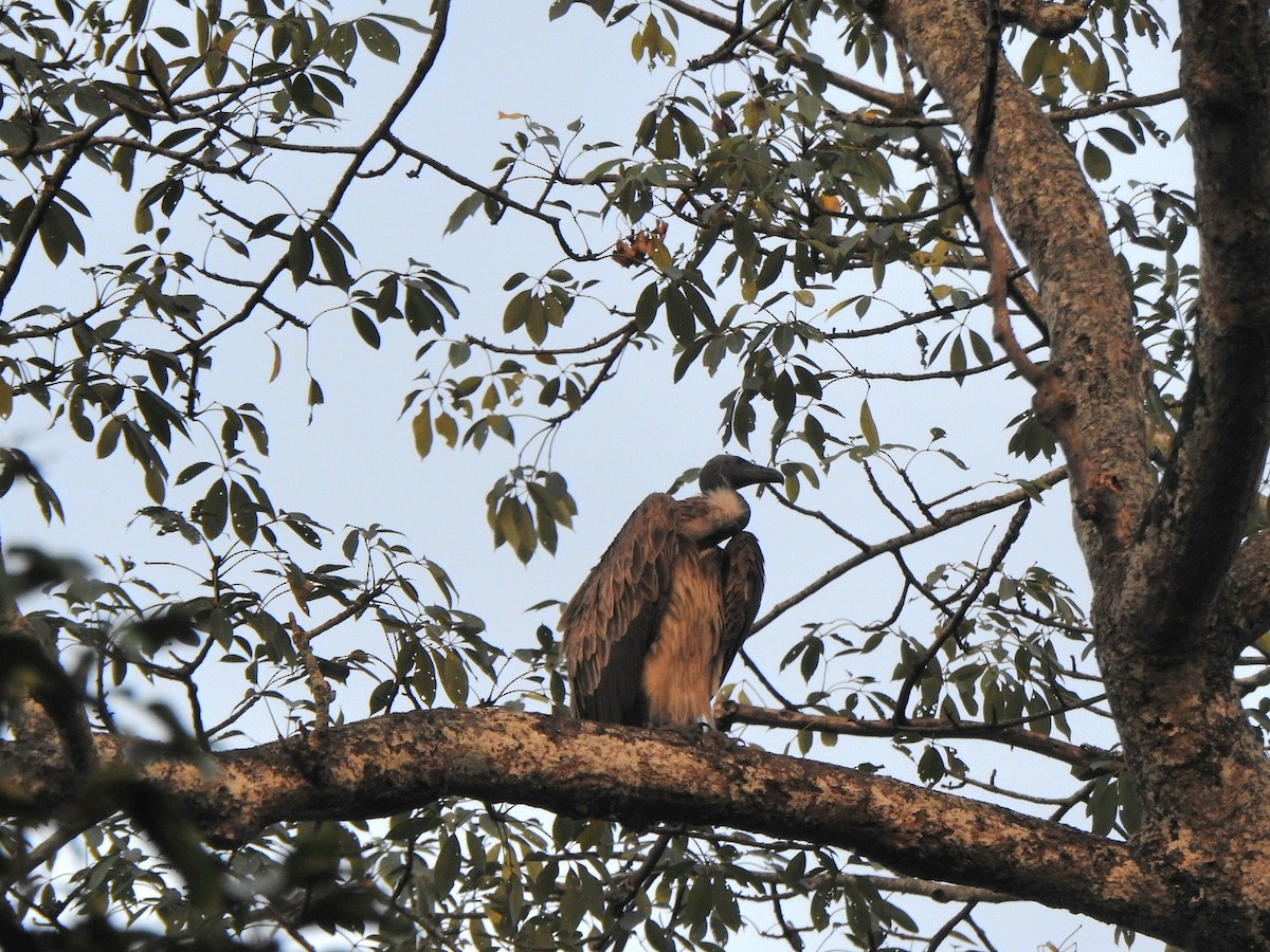 Vautour à long bec - ML645986222