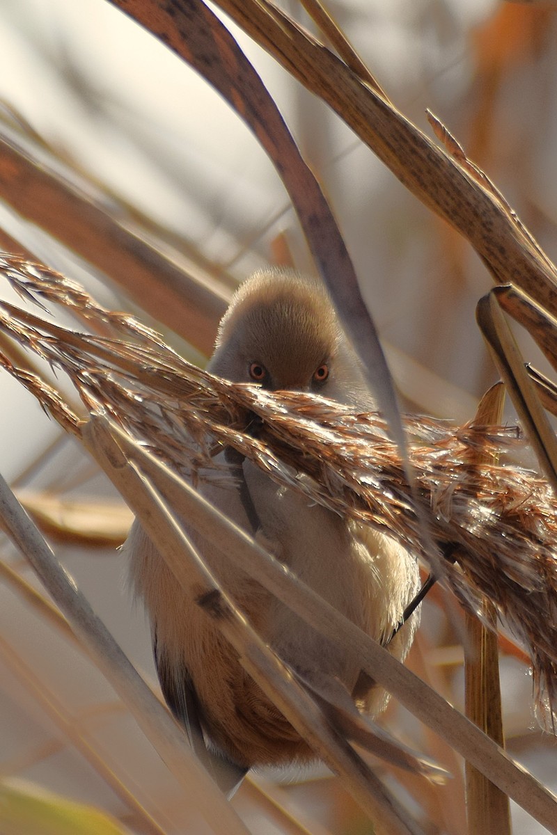 Bearded Reedling - ML645986230