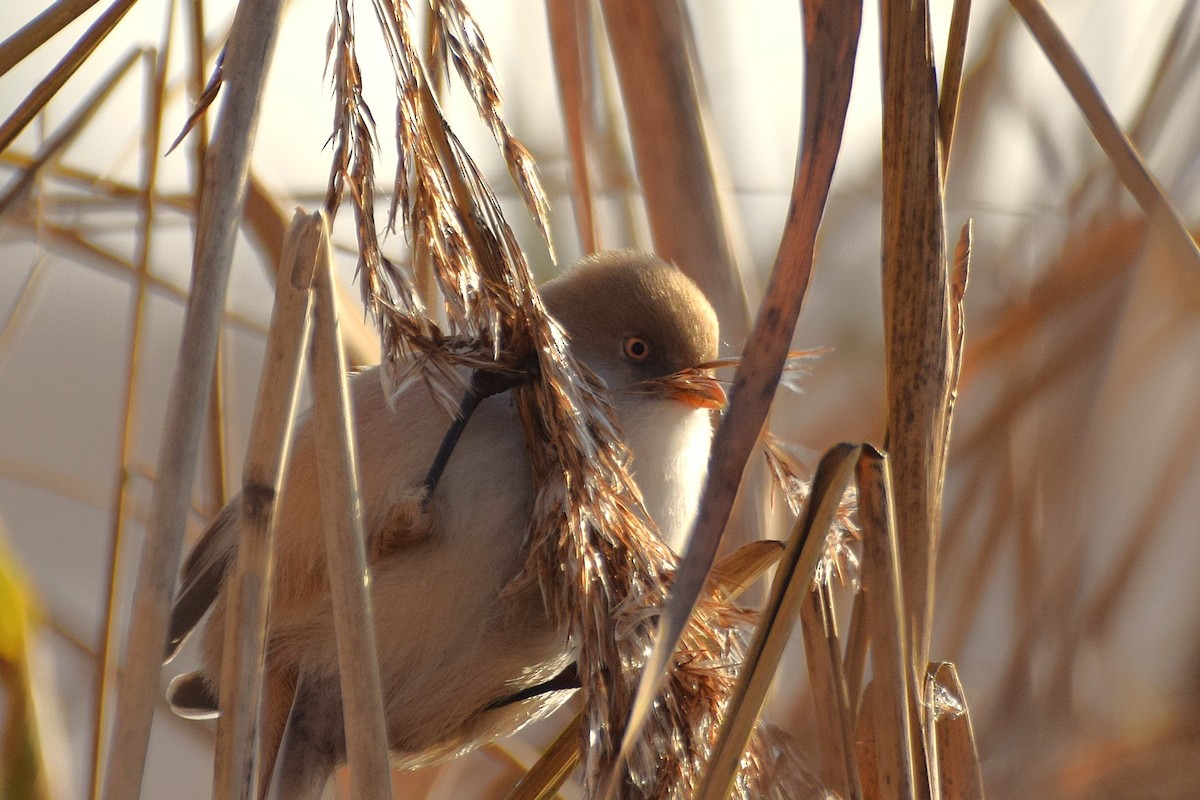 Bearded Reedling - ML645986231